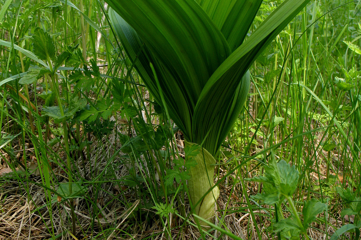 Image of Veratrum nigrum specimen.