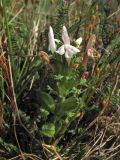 Pedicularis sylvatica