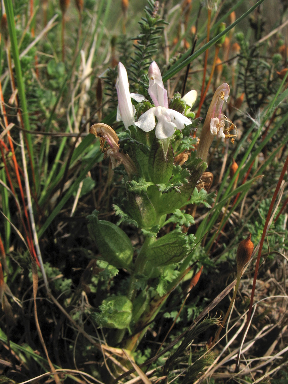 Image of Pedicularis sylvatica specimen.