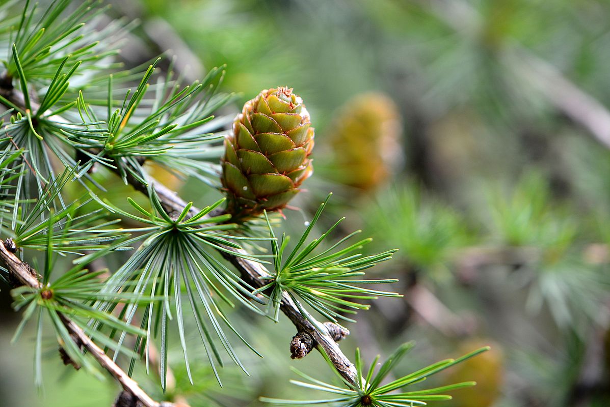 Изображение особи Larix decidua.