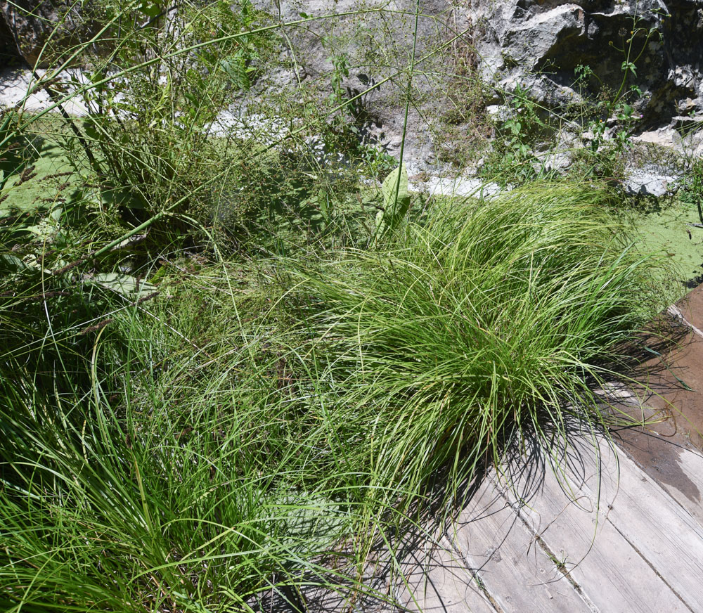 Image of Carex vulpinoidea specimen.