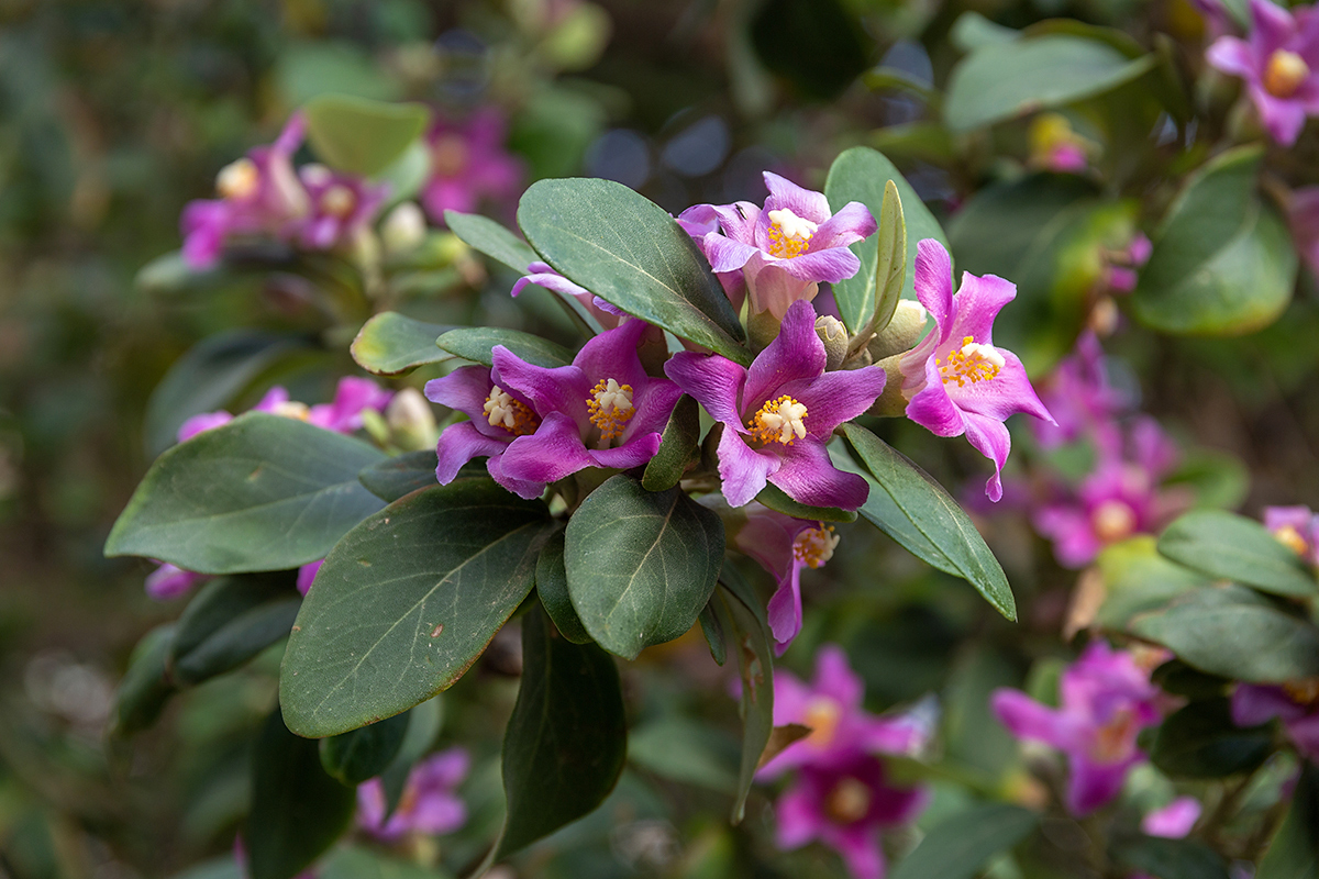 Image of Lagunaria patersonia specimen.