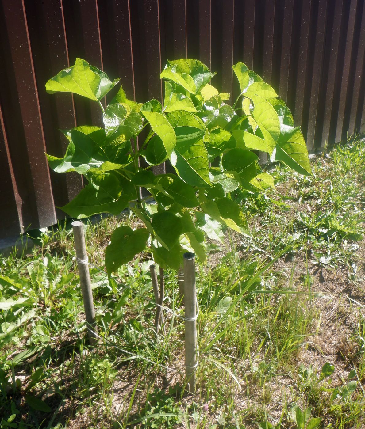 Изображение особи Catalpa bignonioides.