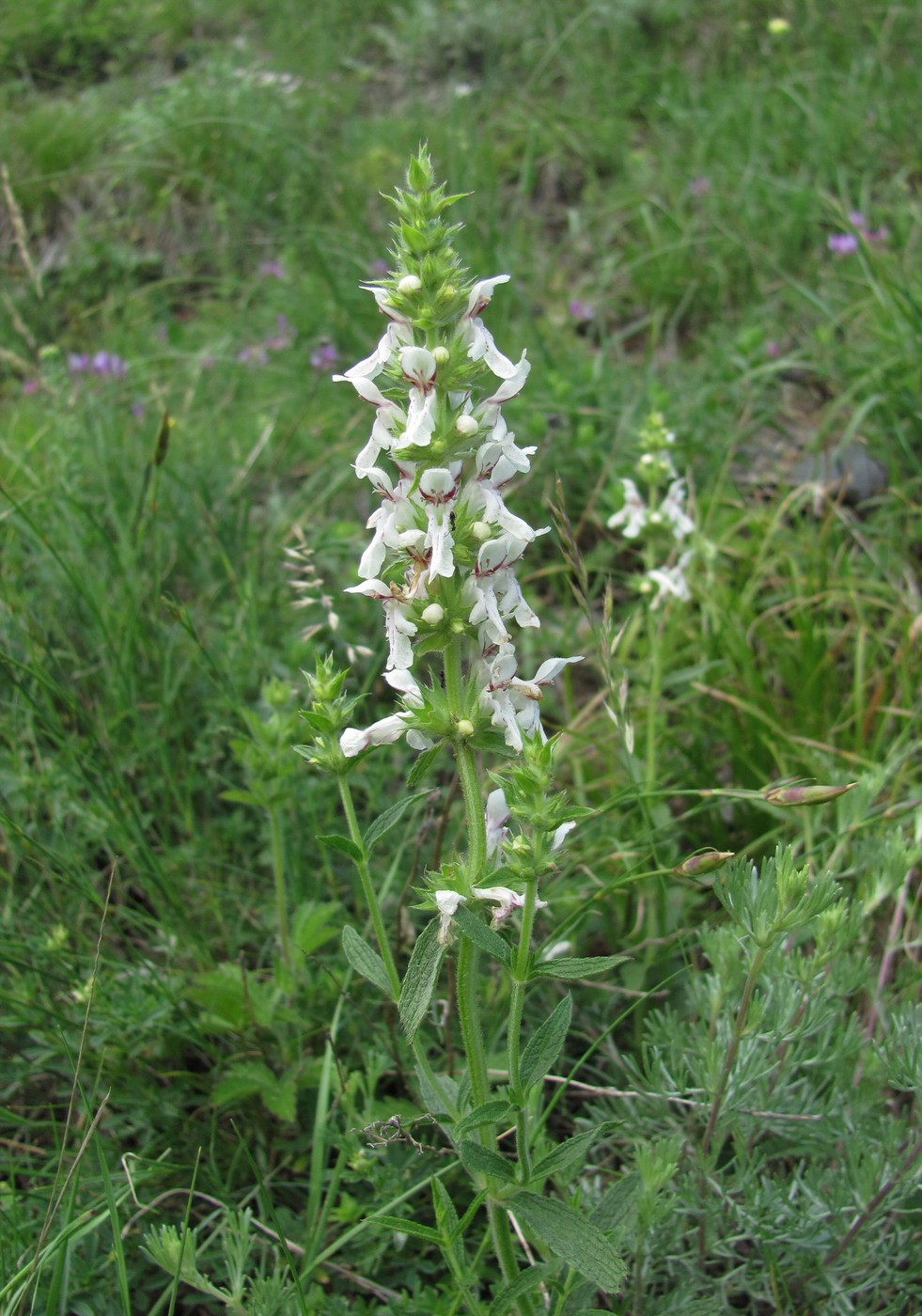 Image of Stachys atherocalyx specimen.