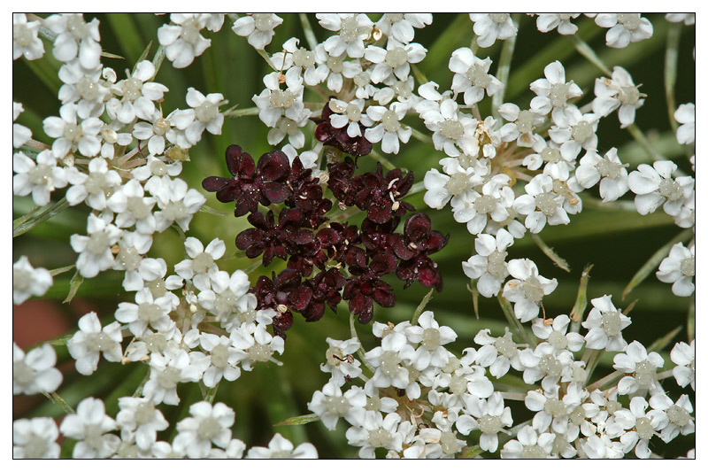 Изображение особи Daucus carota.