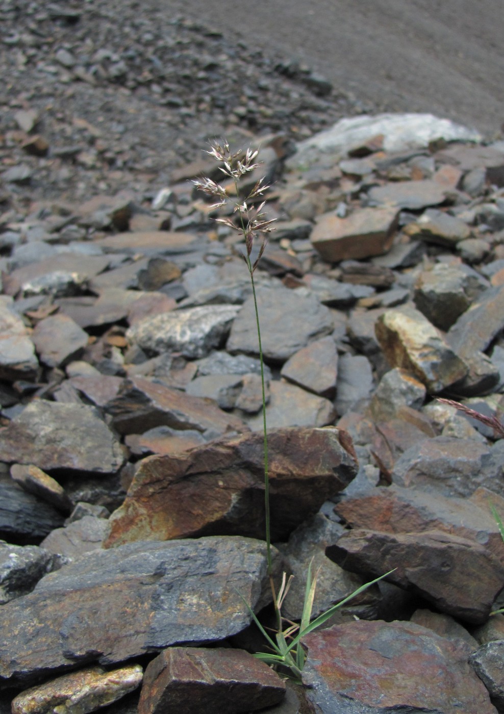 Изображение особи семейство Poaceae.