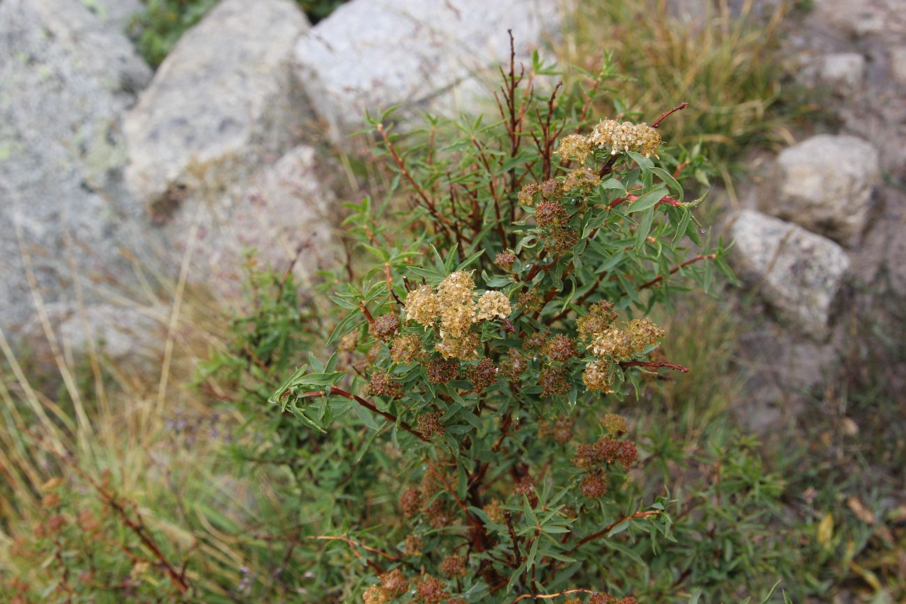 Image of Spiraea alpina specimen.