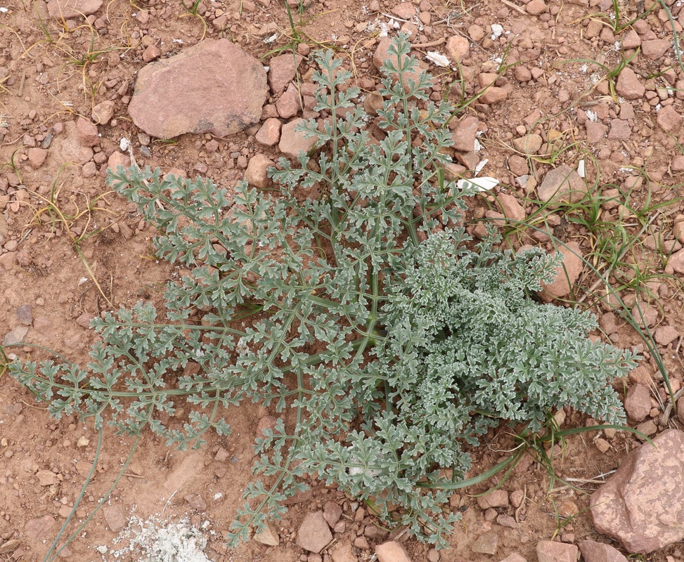 Изображение особи Ferula szowitsiana.