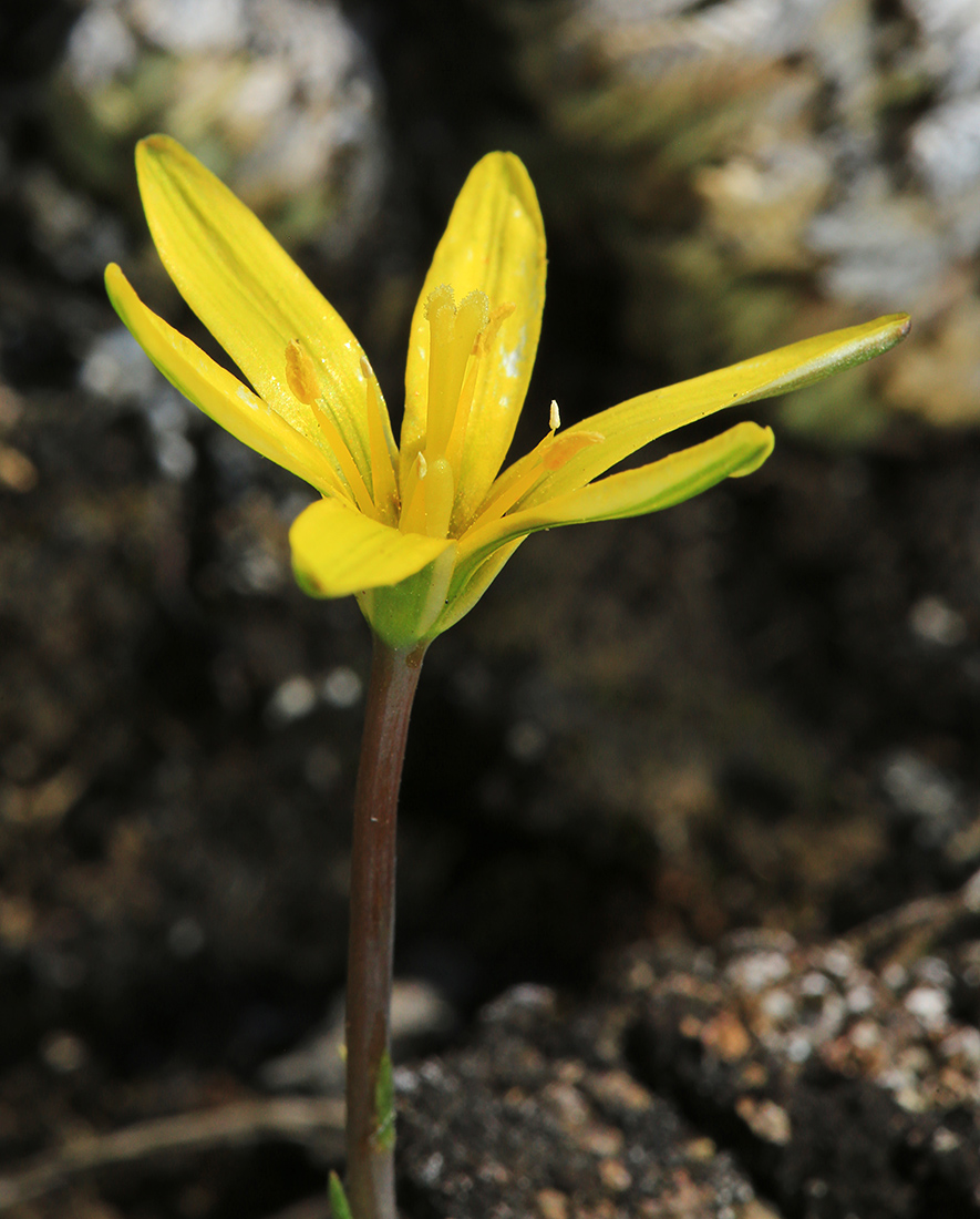 Изображение особи Gagea pauciflora.