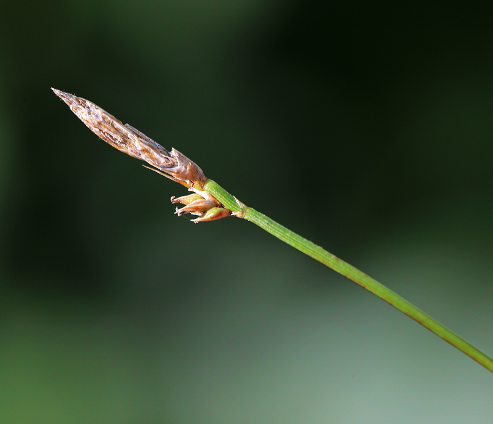 Изображение особи Carex chloroleuca.