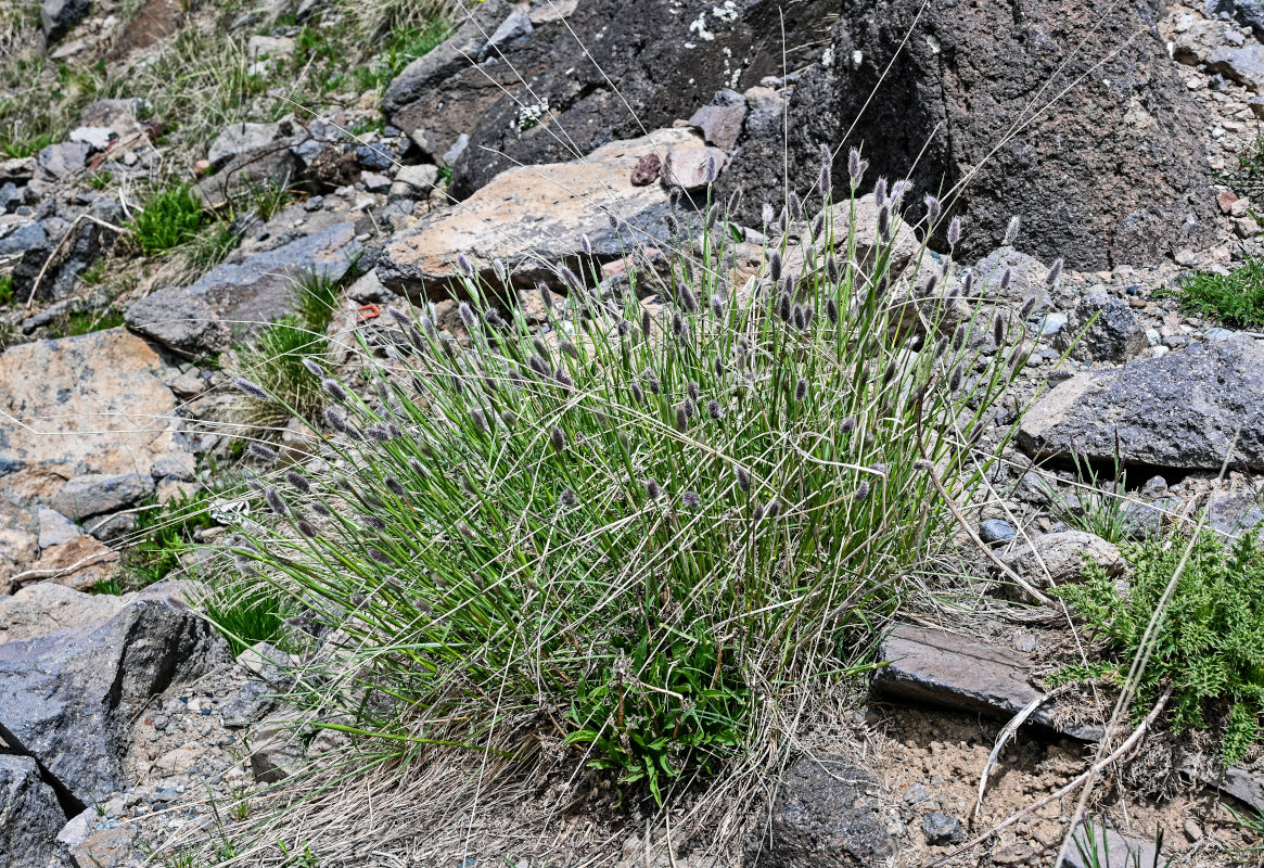 Image of genus Alopecurus specimen.