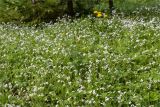 Myosotis sylvatica. Аспект цветущих растений. Санкт-Петербург, г. Ломоносов, Верхний парк, разнотравный луг вблизи Английской аллеи. 22.05.2021.