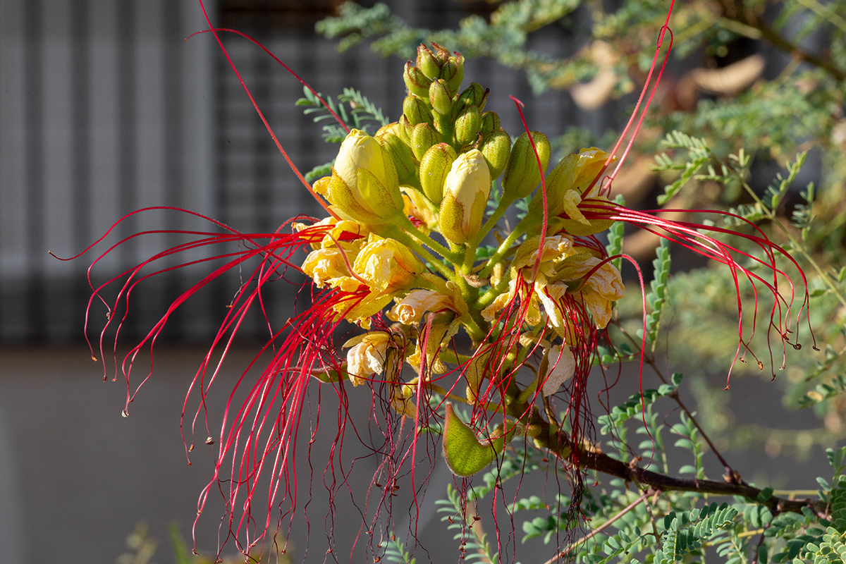 Image of Caesalpinia gilliesii specimen.