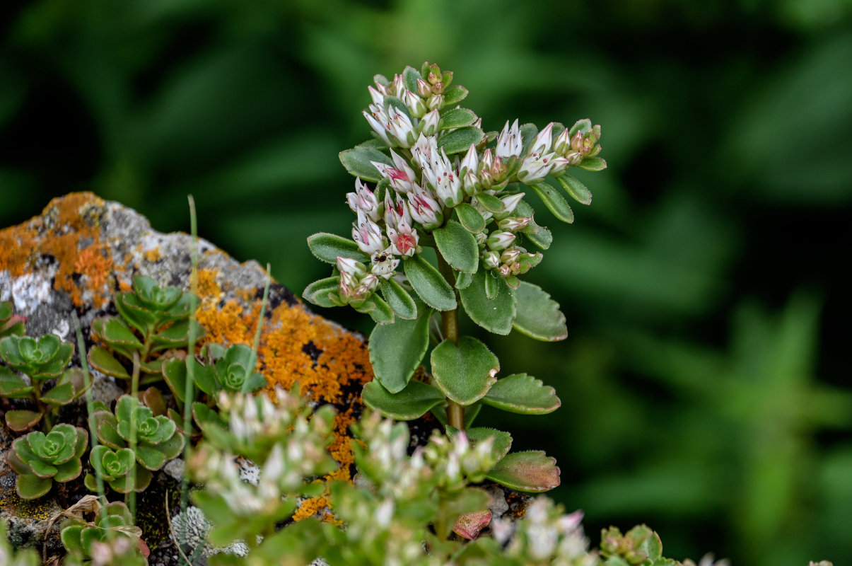 Image of Sedum oppositifolium specimen.