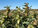 Amaranthus albus. Верхушки побегов с соцветиями. Казахстан, г. Тараз, правый берег долины р. Ушбулак (Карасу), у оз. Зербулак, рудеральное местообитание. 20 октября 2022 г.