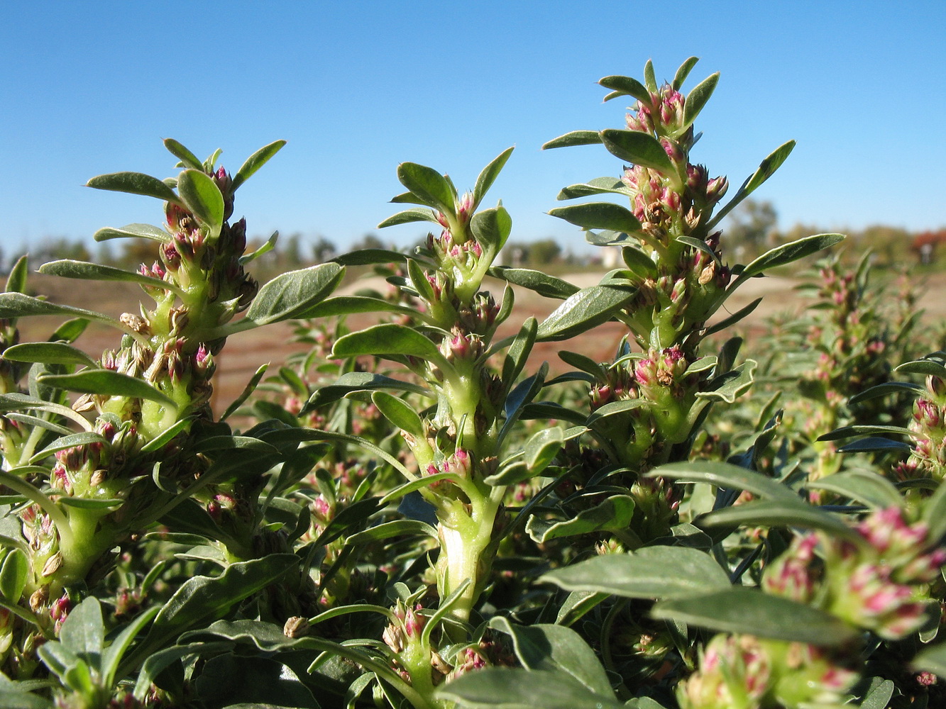 Image of Amaranthus albus specimen.