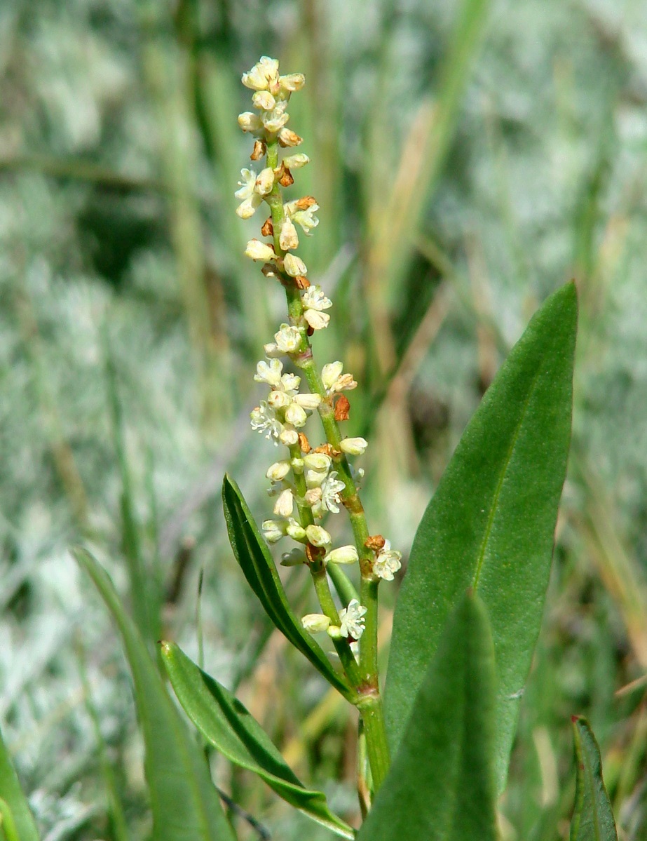 Image of Knorringia sibirica specimen.