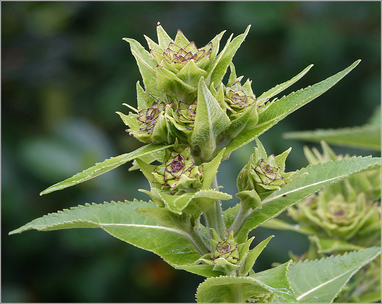 Image of Inula helenium specimen.