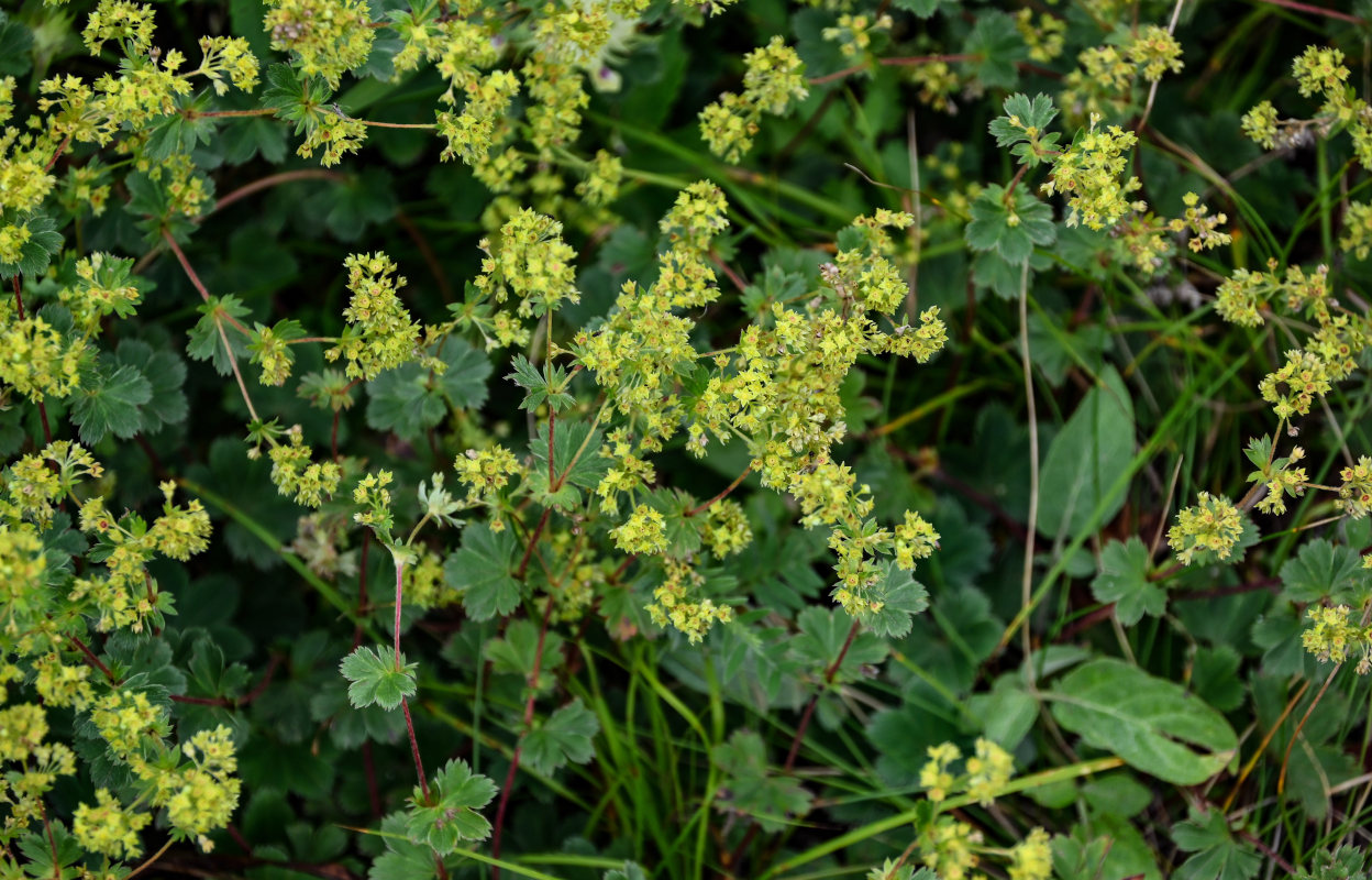 Изображение особи род Alchemilla.