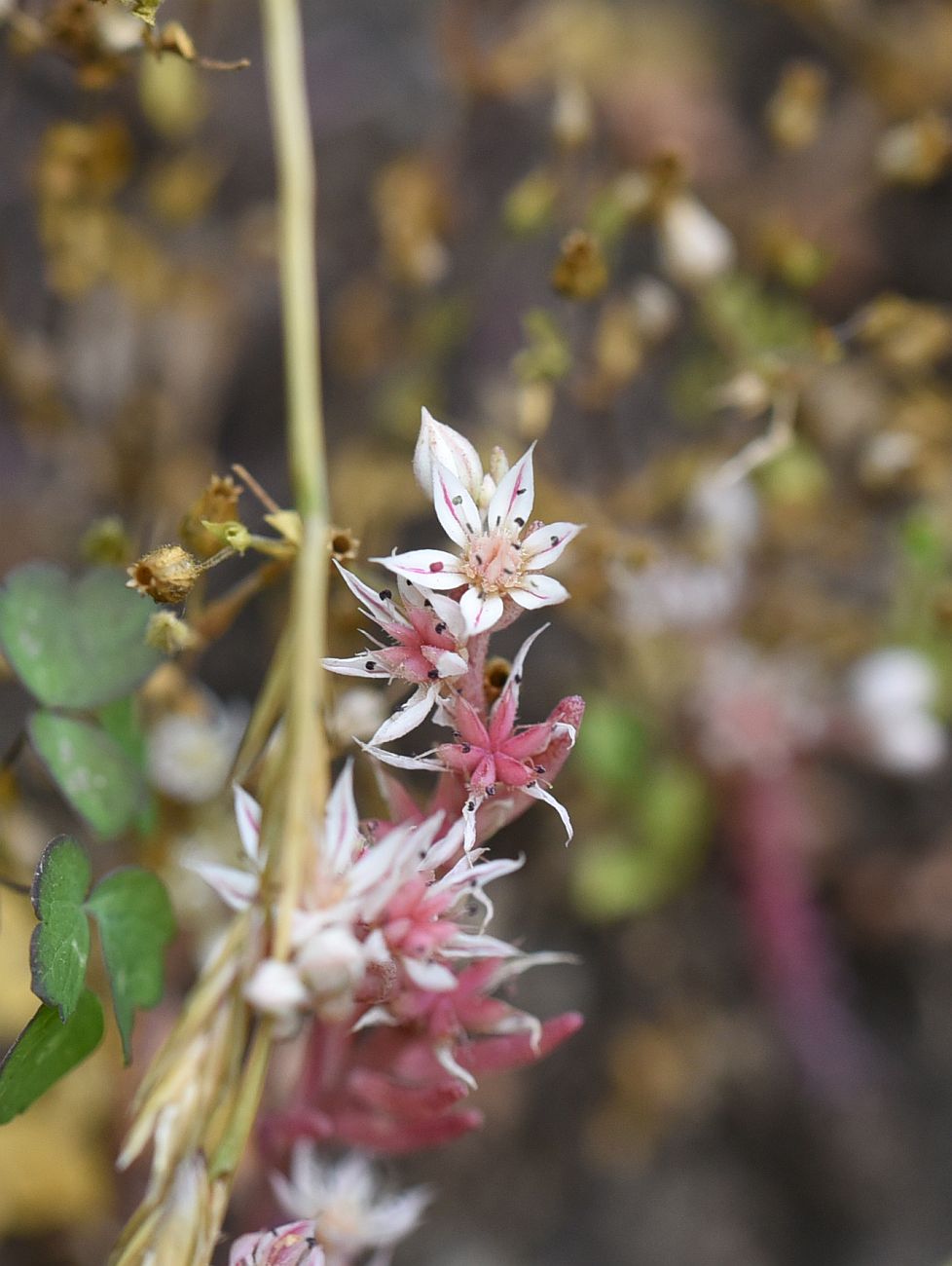 Изображение особи Sedum hispanicum.