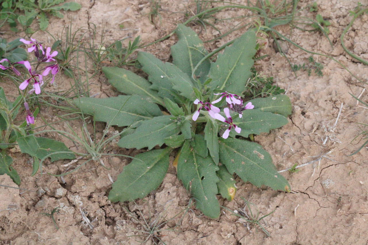 Image of genus Strigosella specimen.