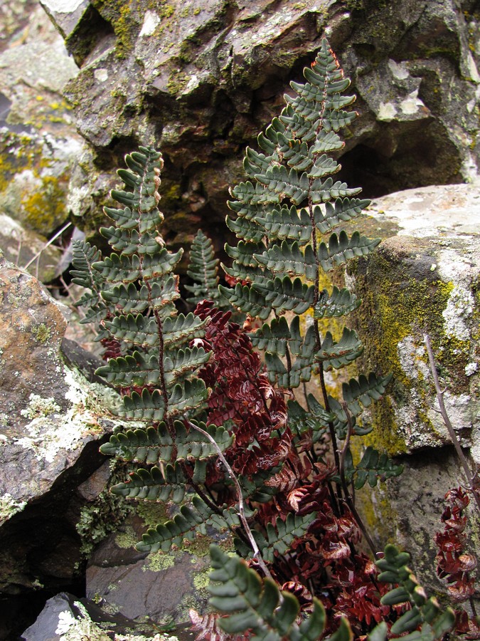 Изображение особи Paragymnopteris marantae.