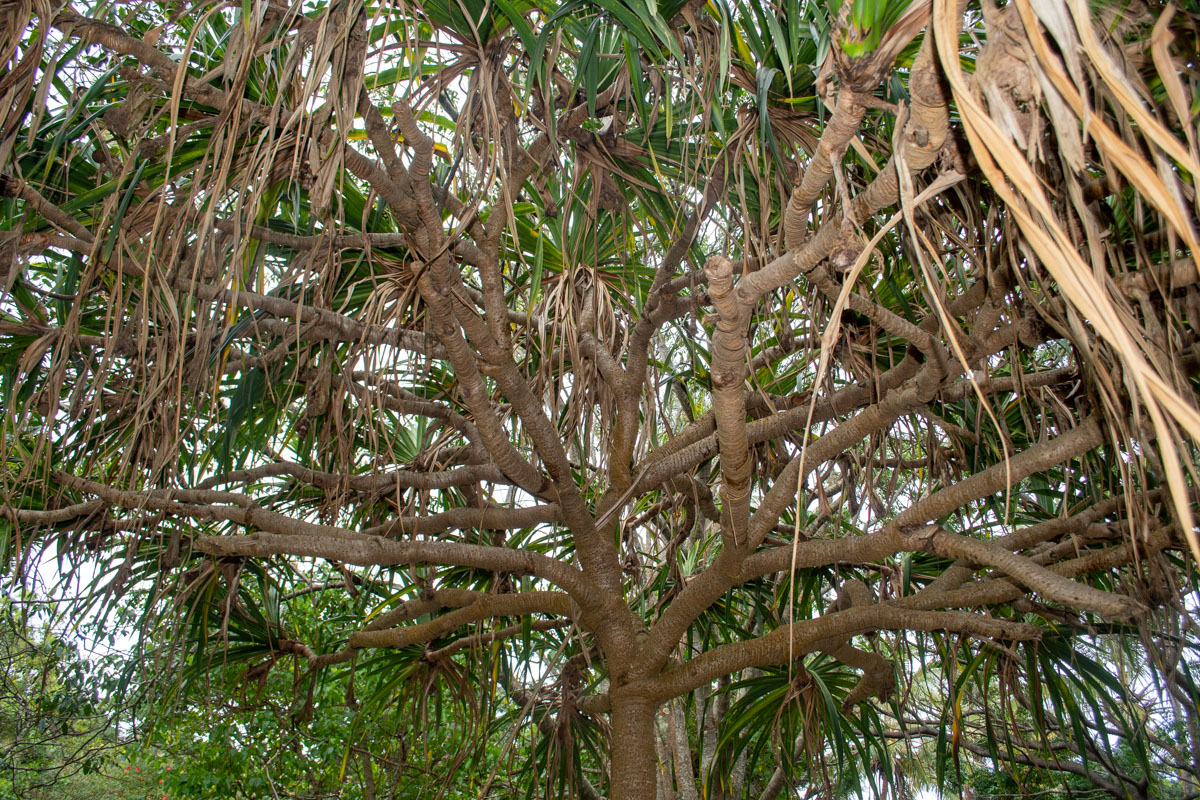 Image of Pandanus odorifer specimen.