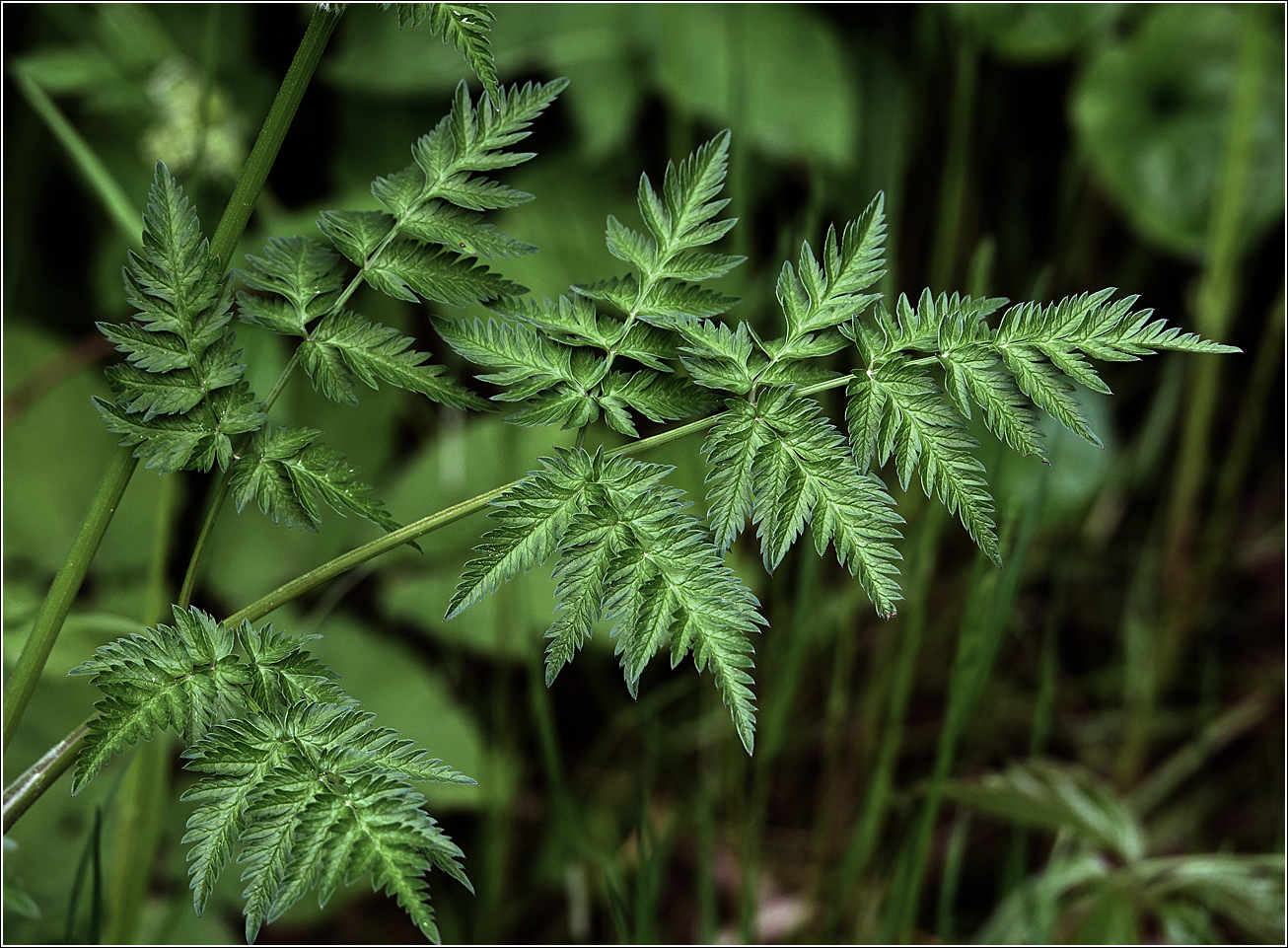 Изображение особи Anthriscus sylvestris.