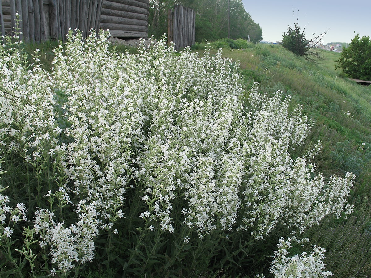 Image of Silene viscosa specimen.