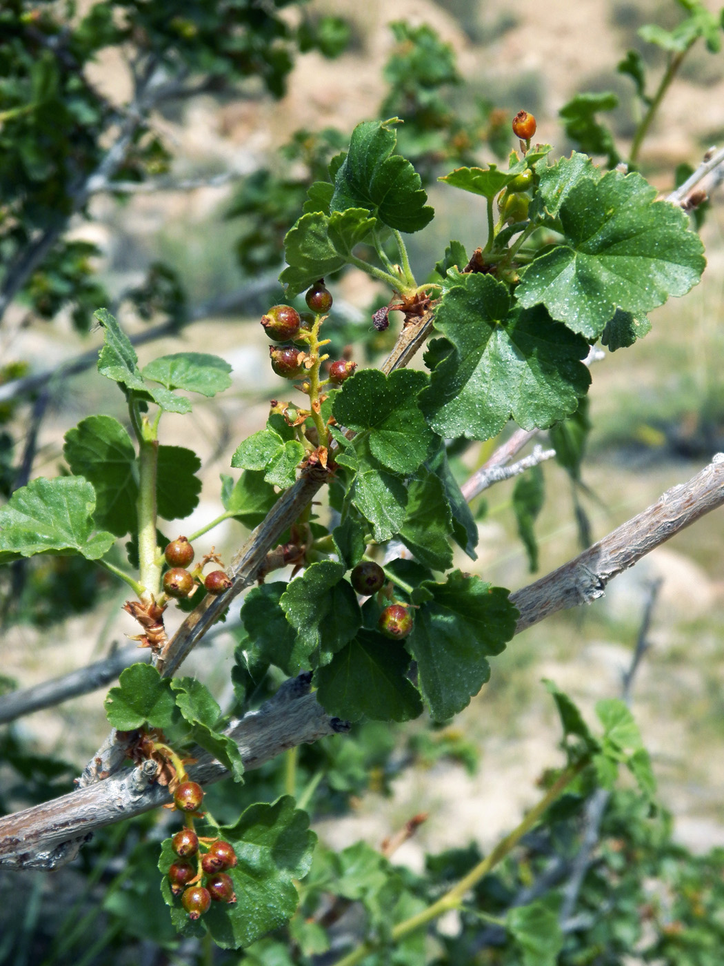 Image of Ribes heterotrichum specimen.