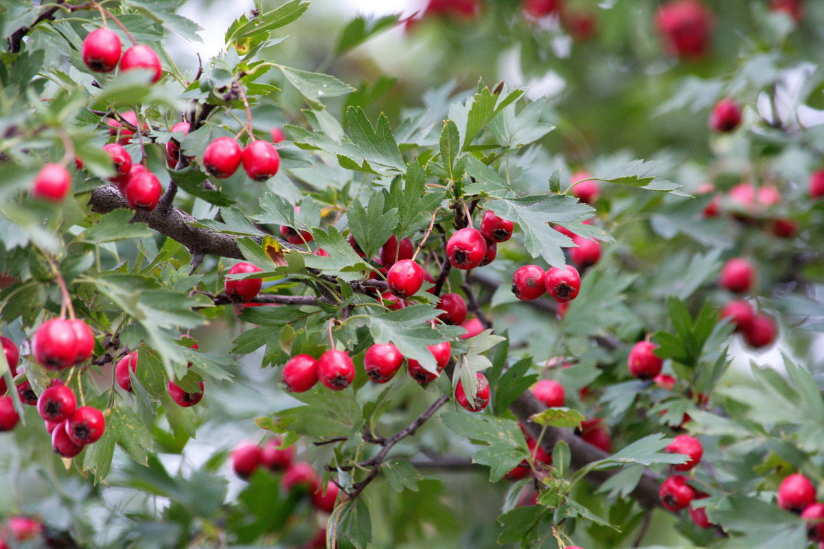 Изображение особи род Crataegus.