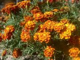 Tagetes erecta