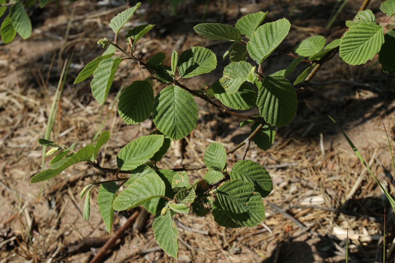 Изображение особи Alnus incana.