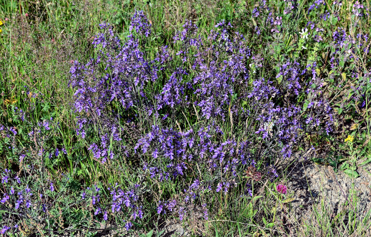 Изображение особи Teucrium orientale.