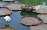 Victoria amazonica