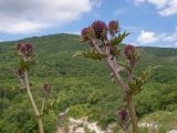 Echinops sphaerocephalus