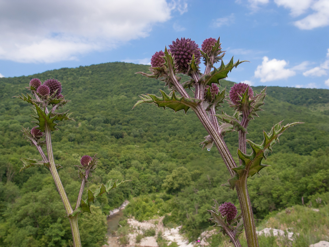 Изображение особи Echinops sphaerocephalus.