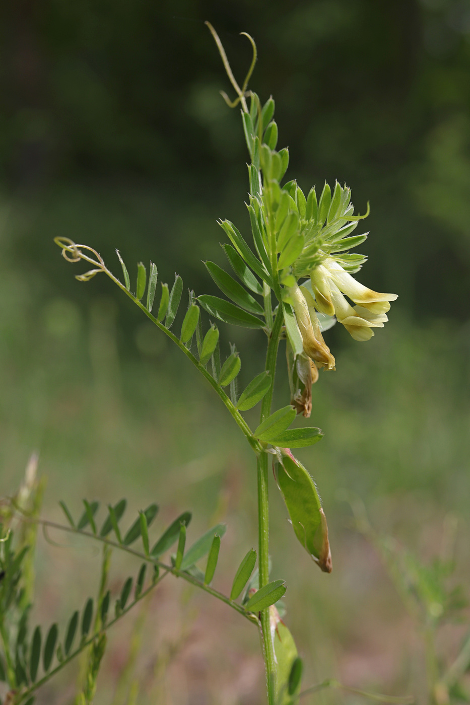 Image of Vicia ciliatula specimen.