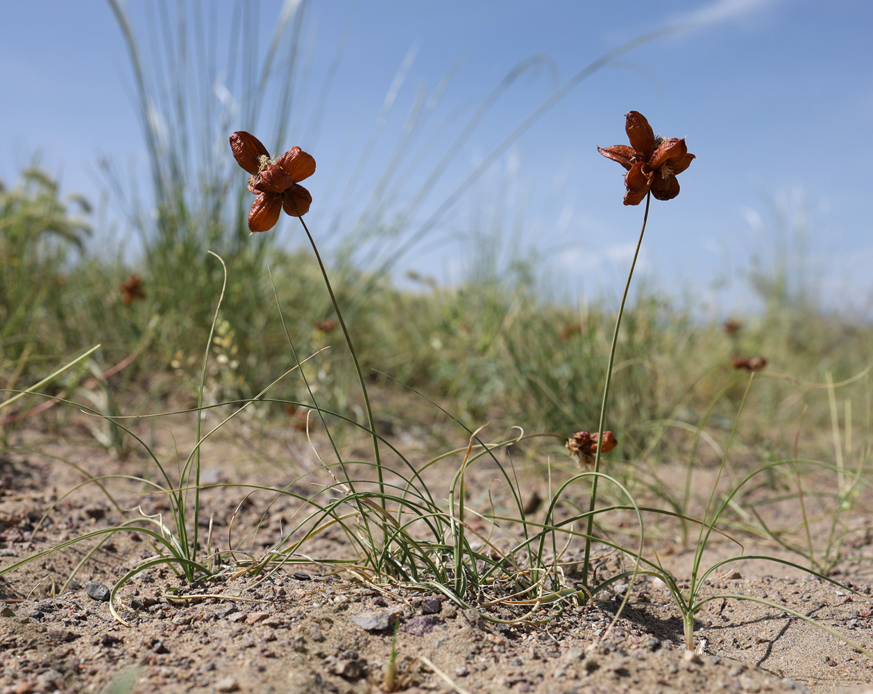 Изображение особи Carex physodes.