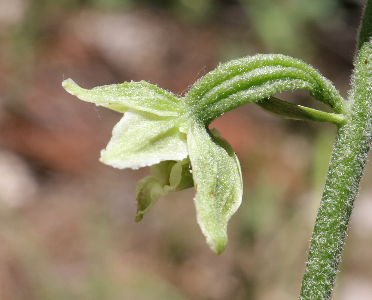 Image of Epipactis krymmontana specimen.