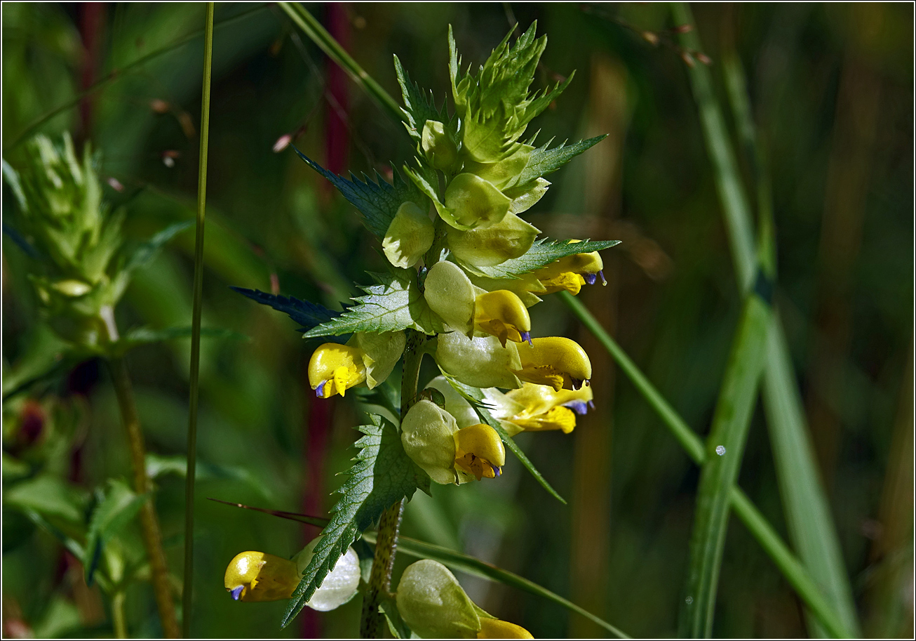 Image of Rhinanthus aestivalis specimen.