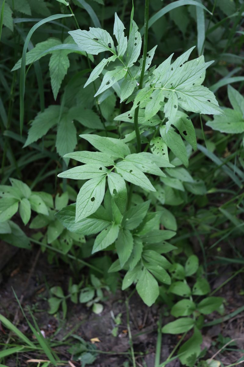 Изображение особи Valeriana sambucifolia.