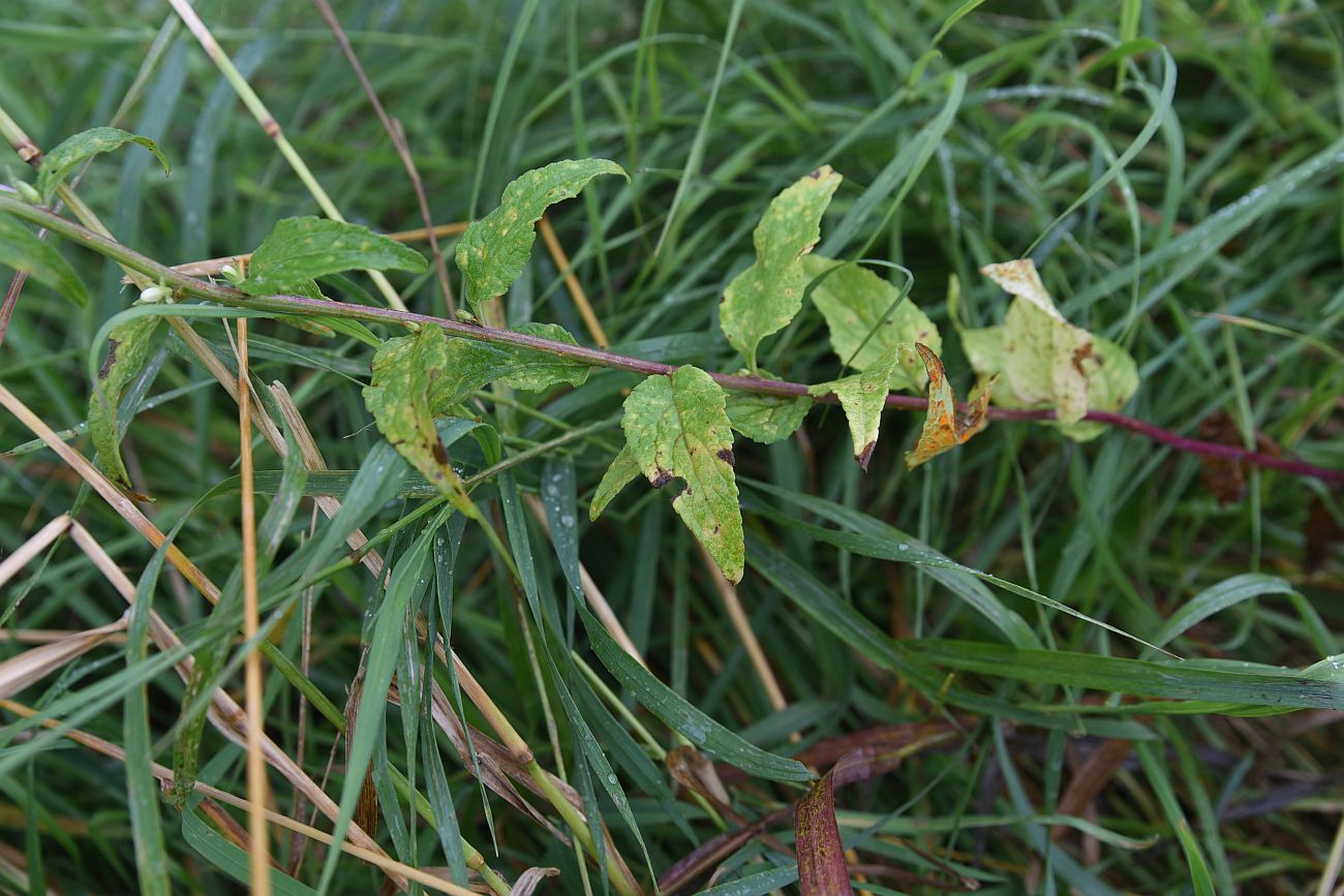 Image of Campanula rapunculoides specimen.