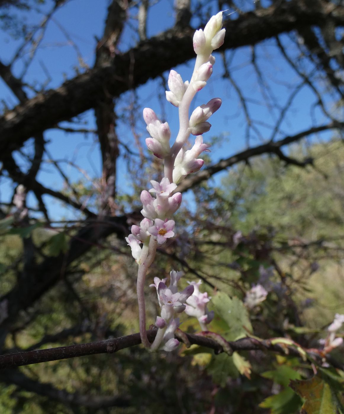 Image of Cuscuta lehmanniana specimen.