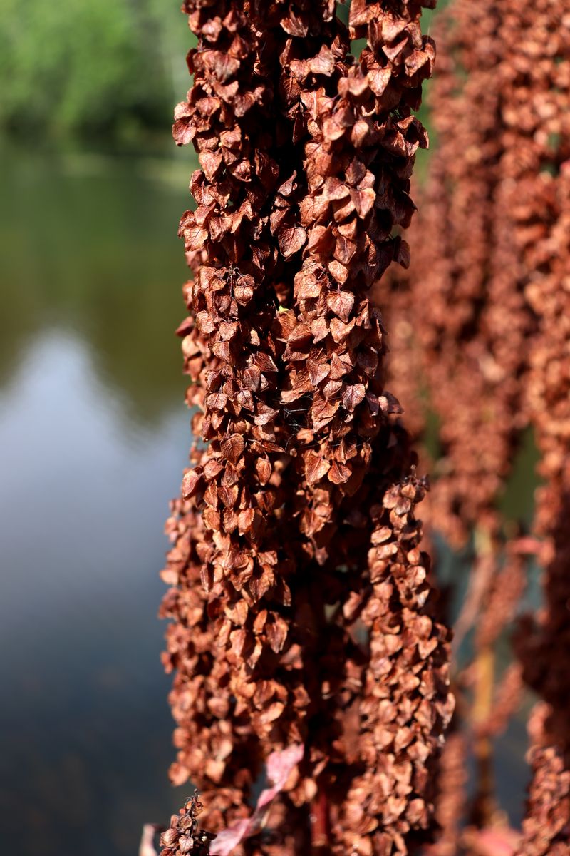 Изображение особи Rumex aquaticus.