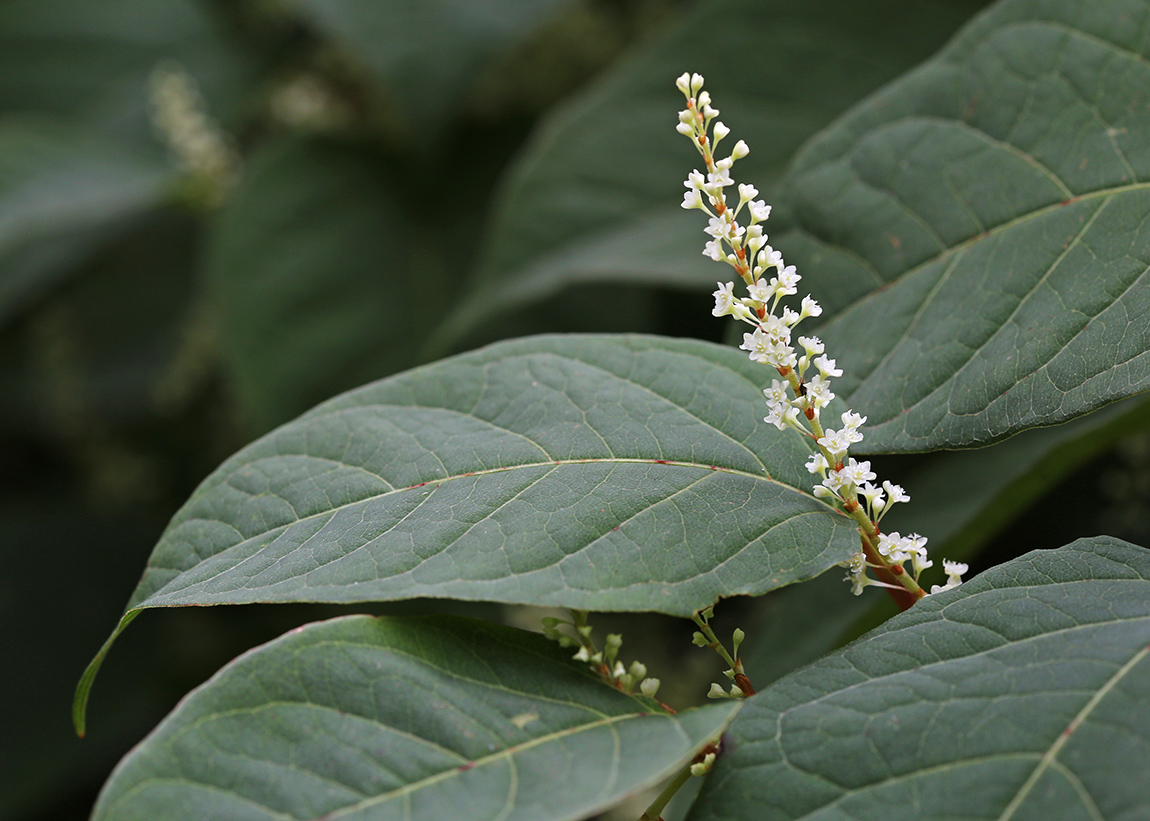 Изображение особи Reynoutria japonica.