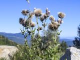 Cirsium arvense