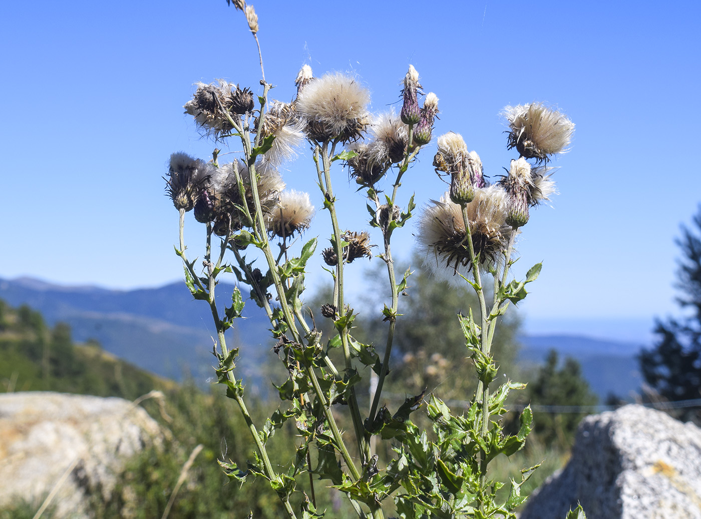 Изображение особи Cirsium arvense.