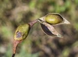 Vachellia karroo