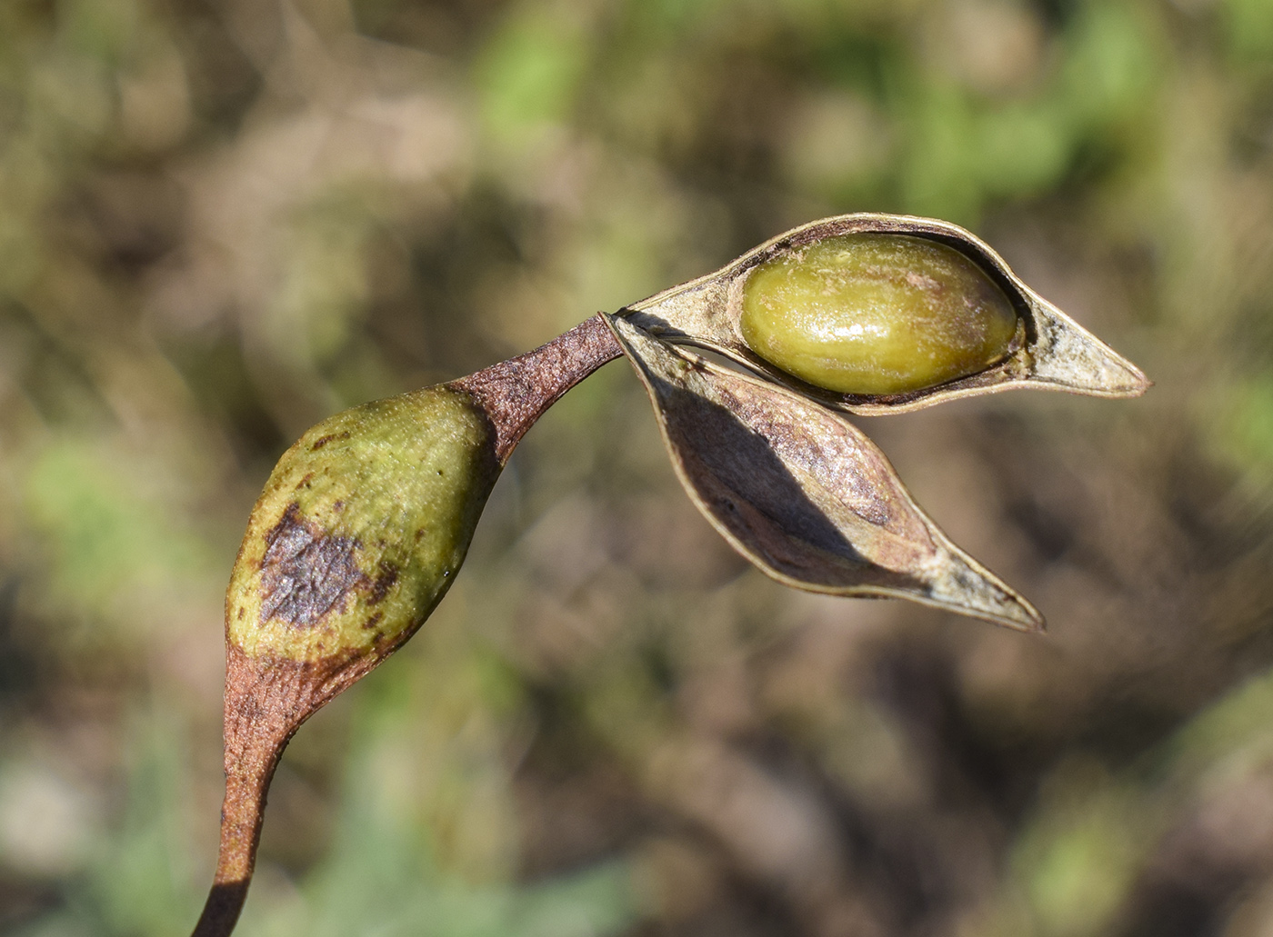 Изображение особи Vachellia karroo.